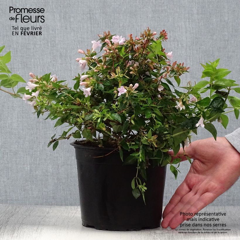 Abelia Edward Goucher 1L/1.5L pot sample as delivered in autumn