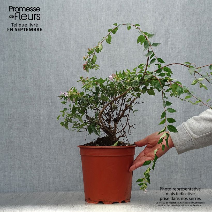 Abelia Edward Goucher 7.5L/10L pot sample as delivered in autumn