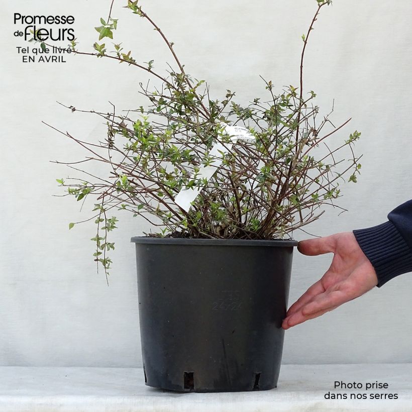 Abelia Edward Goucher 7.5L/10L pot sample as delivered in spring