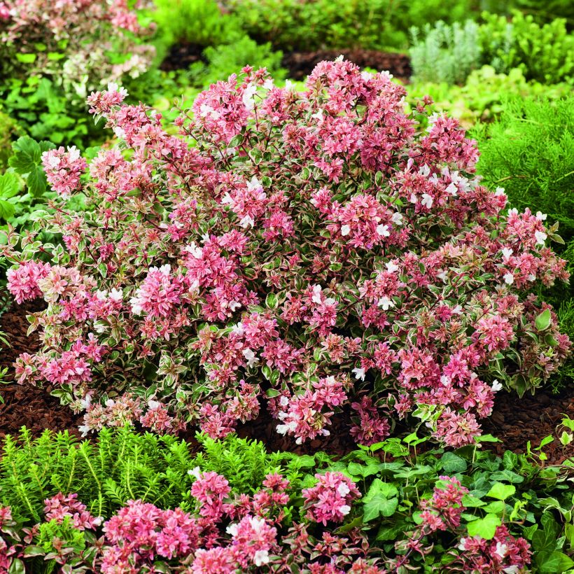Abelia Magic Daydream (Plant habit)