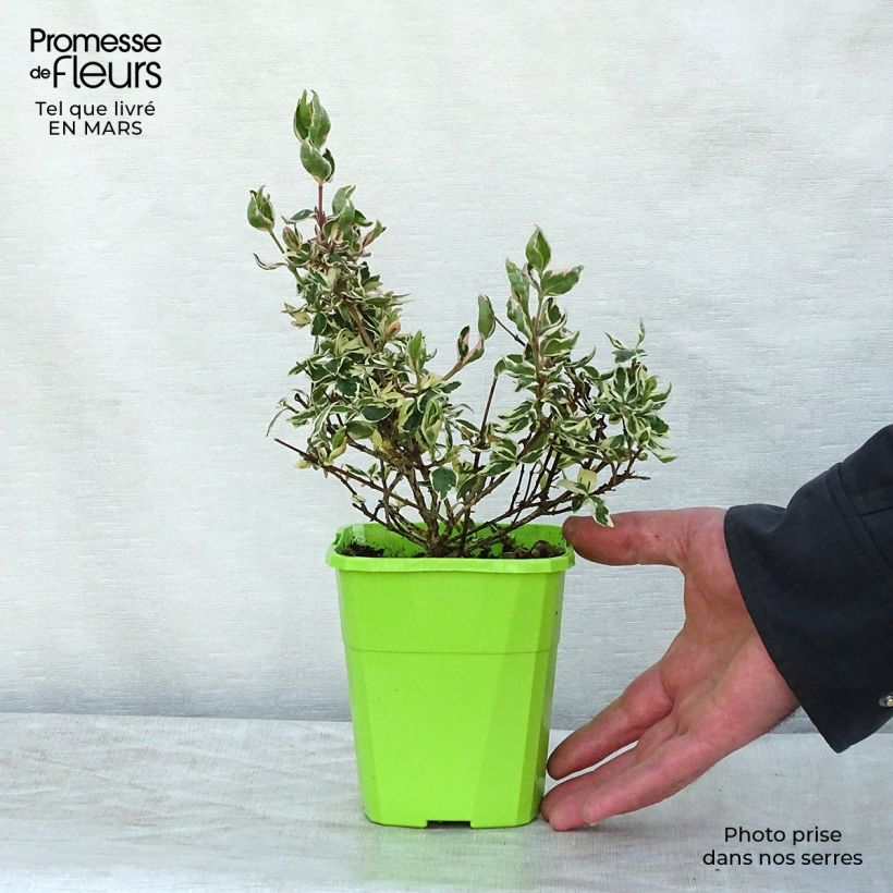 Abelia Magic Daydream 8/9 cm pot sample as delivered in winter