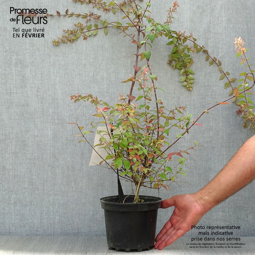 Abelia grandiflora Pink Pong 3L/4L pot sample as delivered in autumn