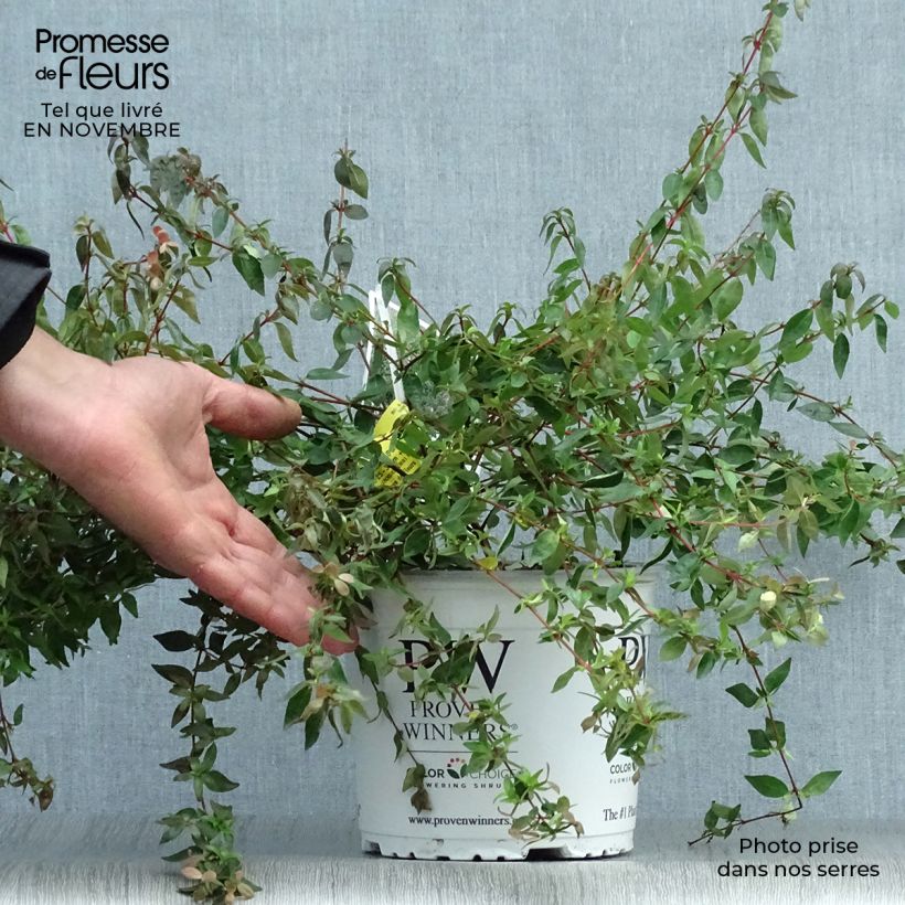 Abelia grandiflora PINKY BELLS 2L/3L pot sample as delivered in autumn