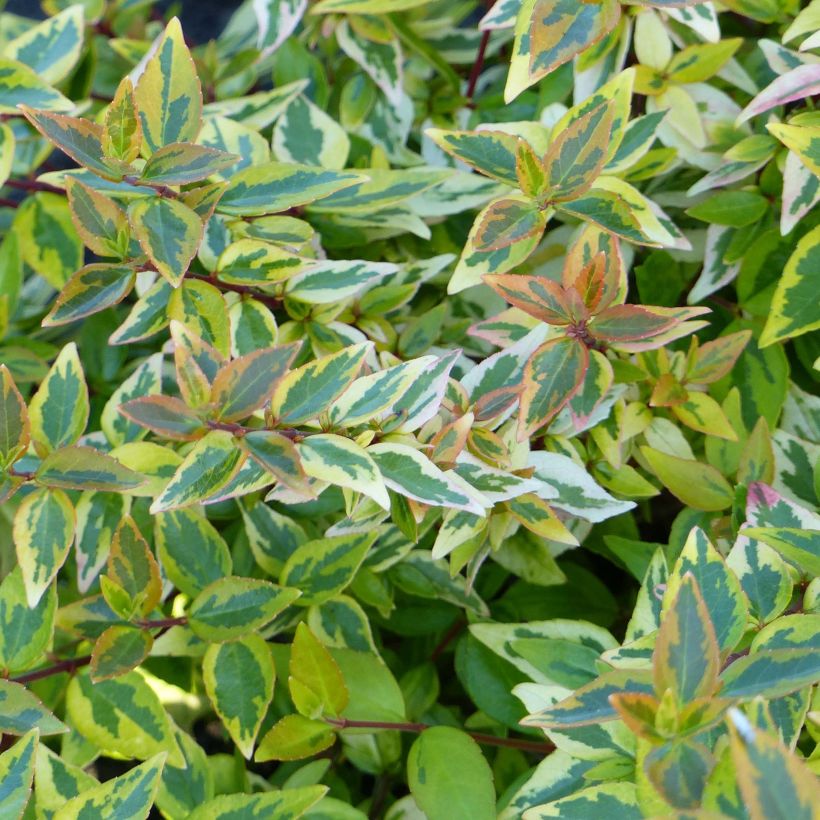 Abelia grandiflora Happy Daydream (Foliage)