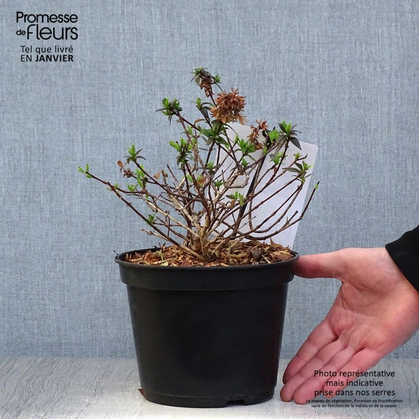 Abelia grandiflora Sherwood 2L/3L pot sample as delivered in winter