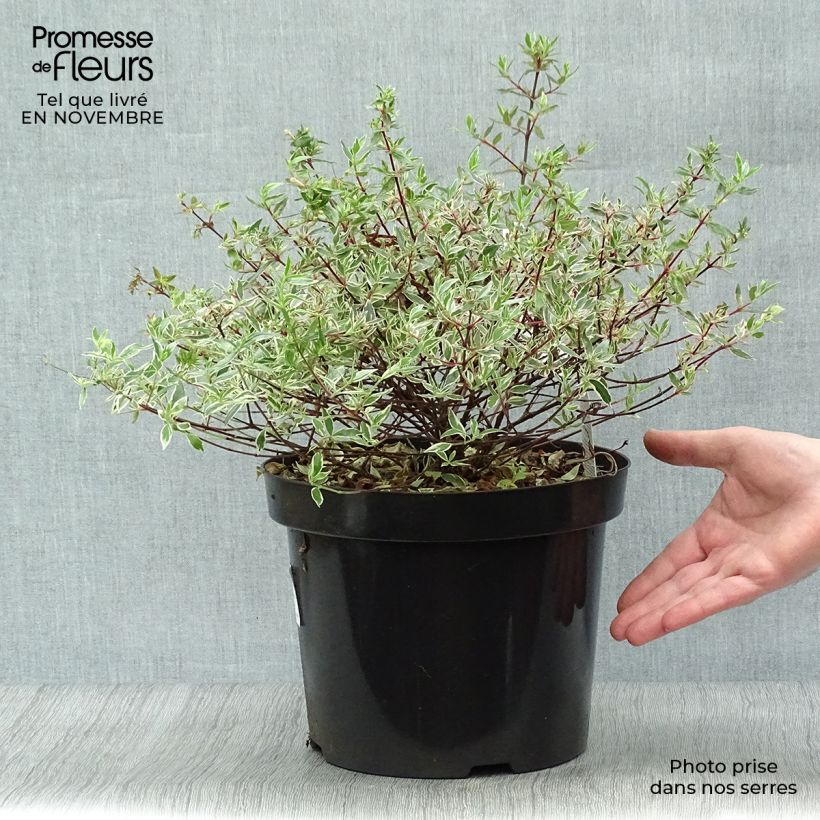 Abelia x grandiflora Confetti 7.5L/10L pot sample as delivered in autumn