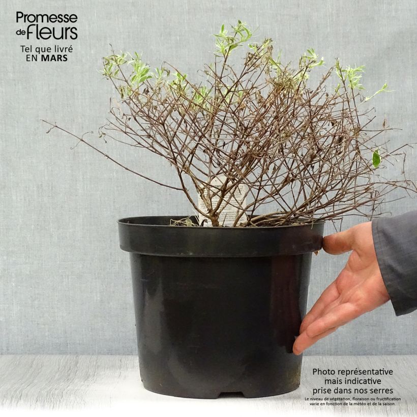 Abelia x grandiflora Confetti 7.5L/10L pot sample as delivered in spring