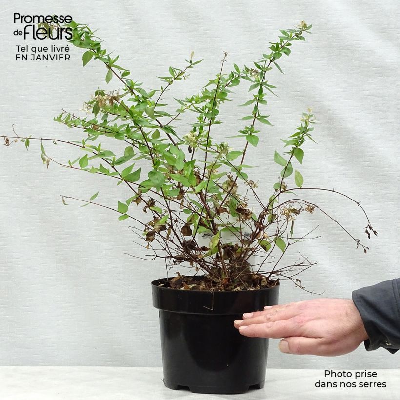 Abelia grandiflora Francis Mason 3L/4L pot sample as delivered in winter