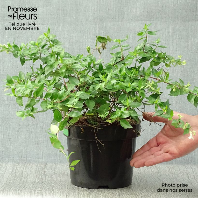 Abelia grandiflora Francis Mason 3L/4L pot sample as delivered in autumn