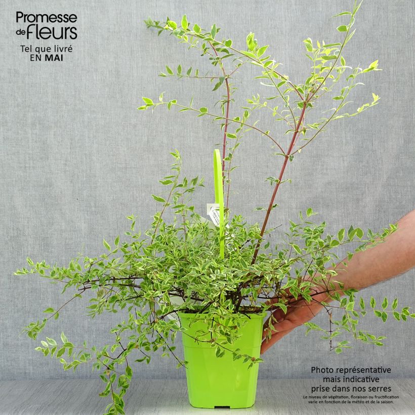 Abelia grandiflora Hopleys 2L/3L pot sample as delivered in spring