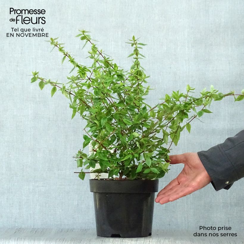 Abelia x grandiflora Kaleidoscope 2L/3L pot sample as delivered in autumn