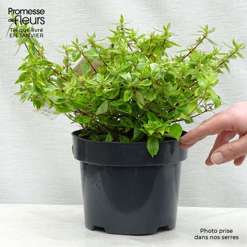 Abelia x grandiflora Kaleidoscope 2L/3L pot sample as delivered in winter