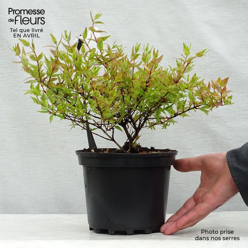 Abelia x grandiflora Kaleidoscope 2L/3L pot sample as delivered in spring