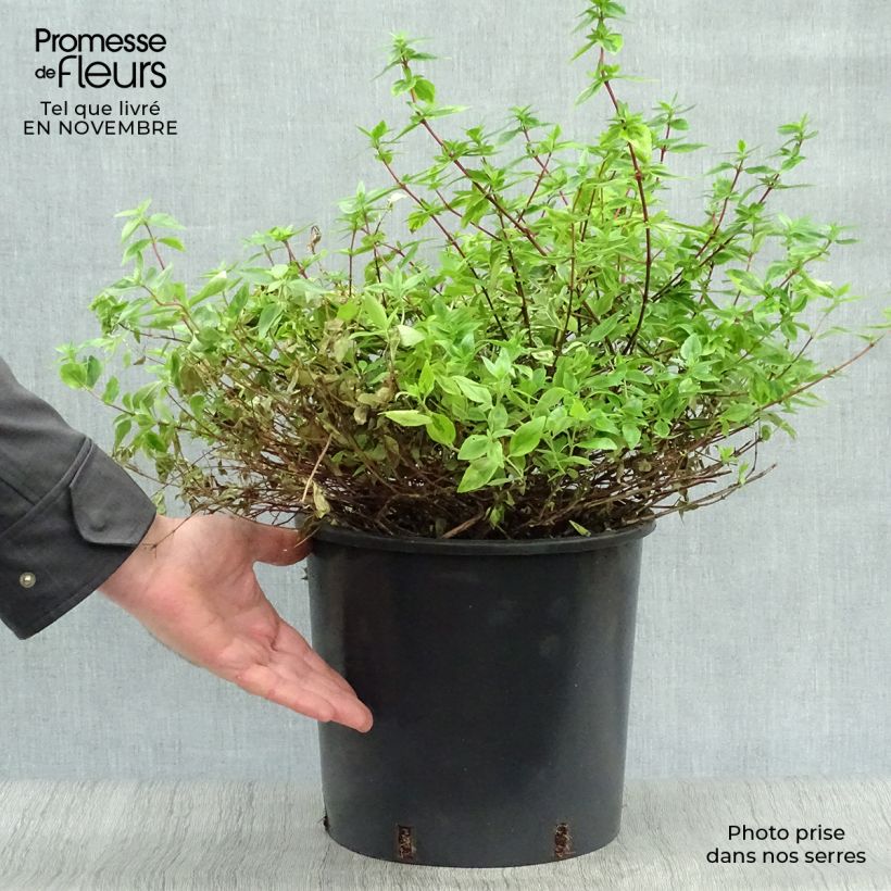 Abelia x grandiflora Kaleidoscope 4L/5L pot sample as delivered in autumn