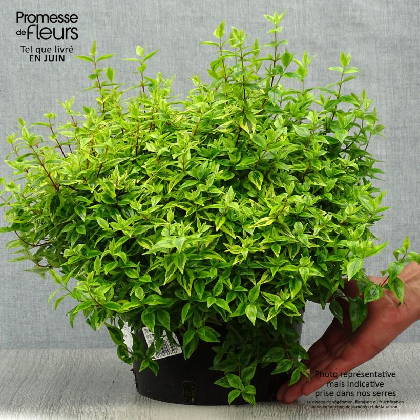 Abelia x grandiflora Kaleidoscope 3L/4L pot sample as delivered in summer
