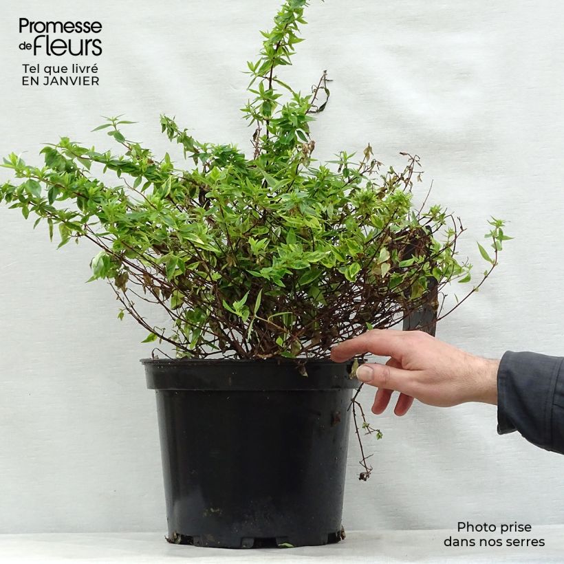 Abelia x grandiflora Kaleidoscope 3L/4L pot sample as delivered in winter