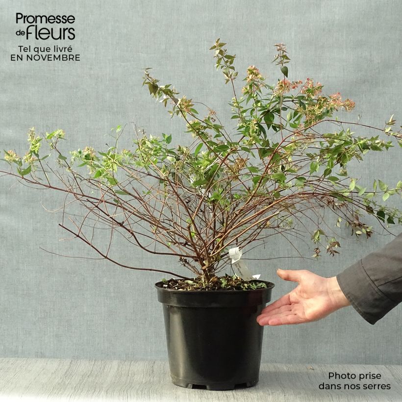 Abelia grandiflora - Abelia with large flowers 7.5L/10L pot sample as delivered in autumn