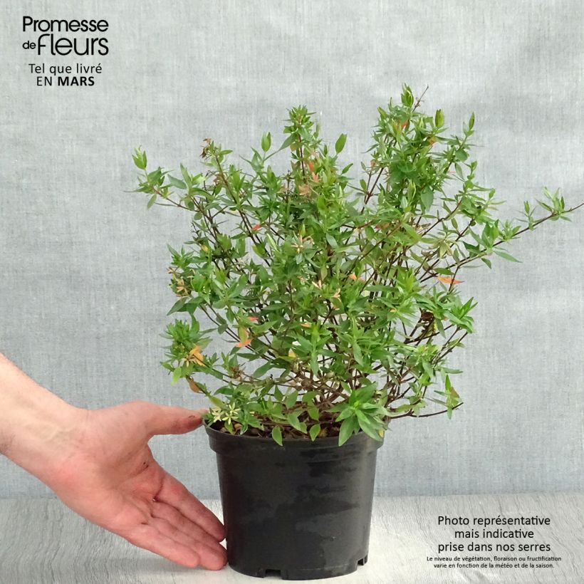 Abelia grandiflora Prostrata 2L/3L pot sample as delivered in spring