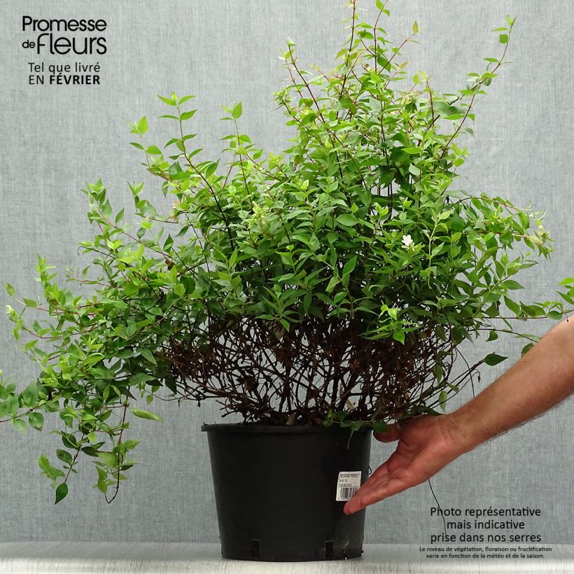 Abelia grandiflora Prostrata 7.5L/10L pot sample as delivered in autumn