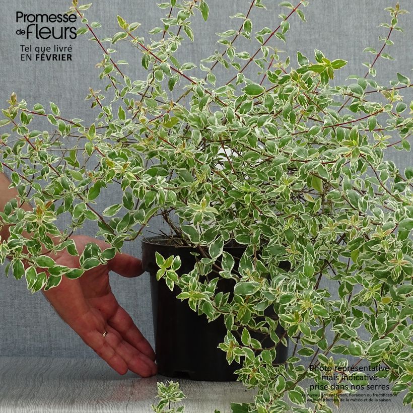 Abelia grandiflora Sparkling Silver 2L/3L pot sample as delivered in autumn