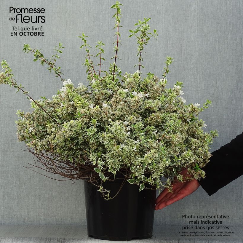 Abelia grandiflora Sparkling Silver 7.5L/10L pot sample as delivered in autumn