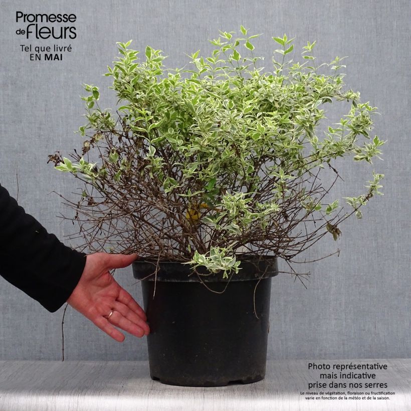 Abelia grandiflora Sparkling Silver 7.5L/10L pot sample as delivered in spring