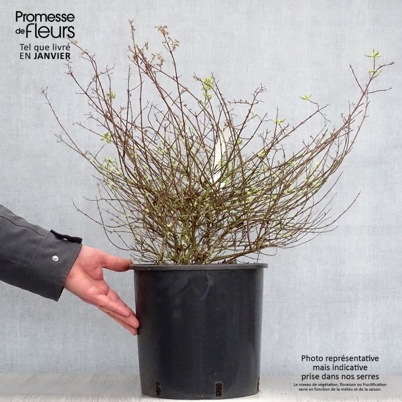 Abelia grandiflora Sparkling Silver 7.5L/10L pot sample as delivered in winter