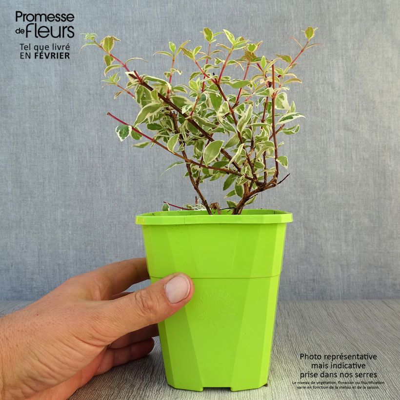 Abelia (x) grandiflora Steredenn 'Levabes' 1L/1.5L pot sample as delivered in autumn