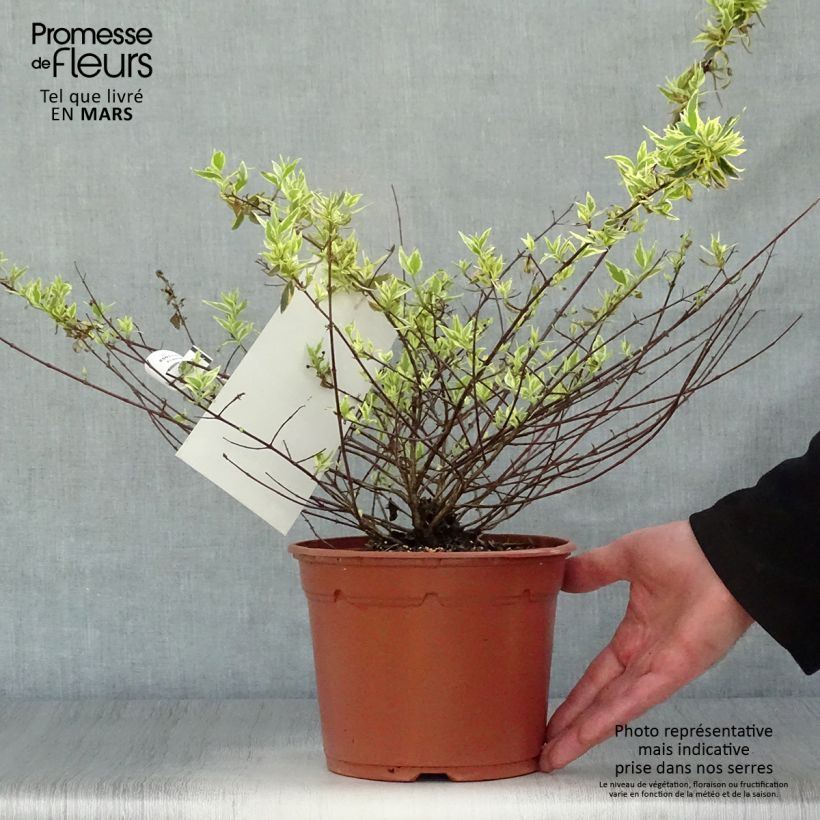 Abelia grandiflora Tricolor Charm 3L/4L pot sample as delivered in spring