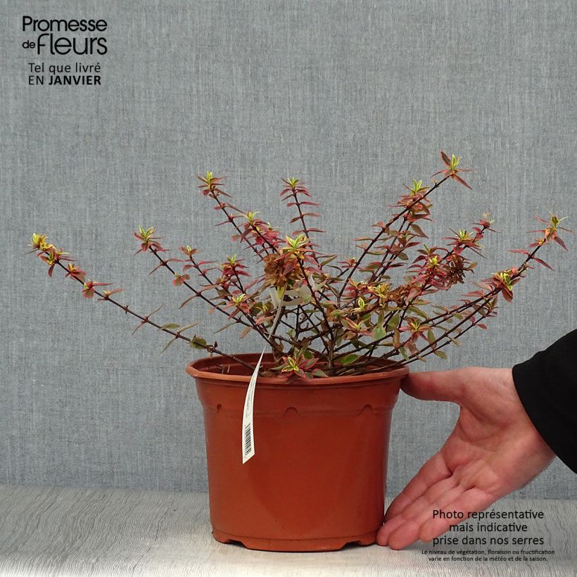 Abelia grandiflora Tricolor Charm 3L/4L pot sample as delivered in winter