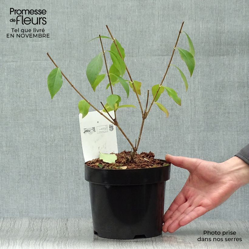 Abelia mosanensis Monia 3L/4L pot sample as delivered in autumn