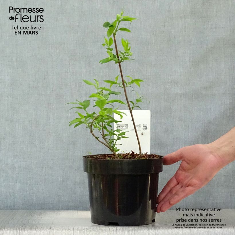 Abelia mosanensis Monia 3L/4L pot sample as delivered in spring