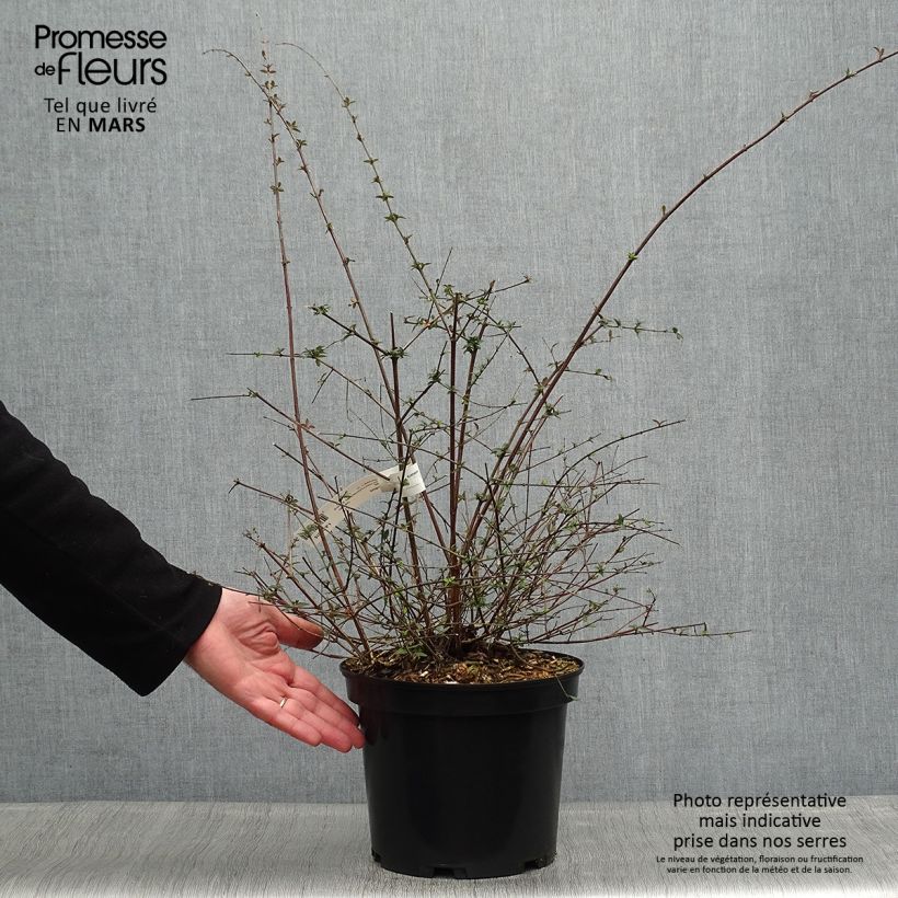 Abelia parviflora Bumblebee 4L/5L pot sample as delivered in spring