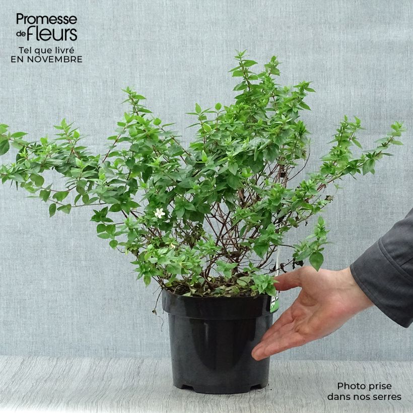 Abelia zanderi Little Richard 2L/3L pot sample as delivered in autumn