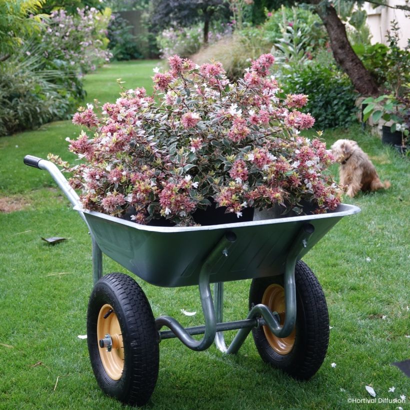 Abelia x grandiflora Psykedelik (Plant habit)