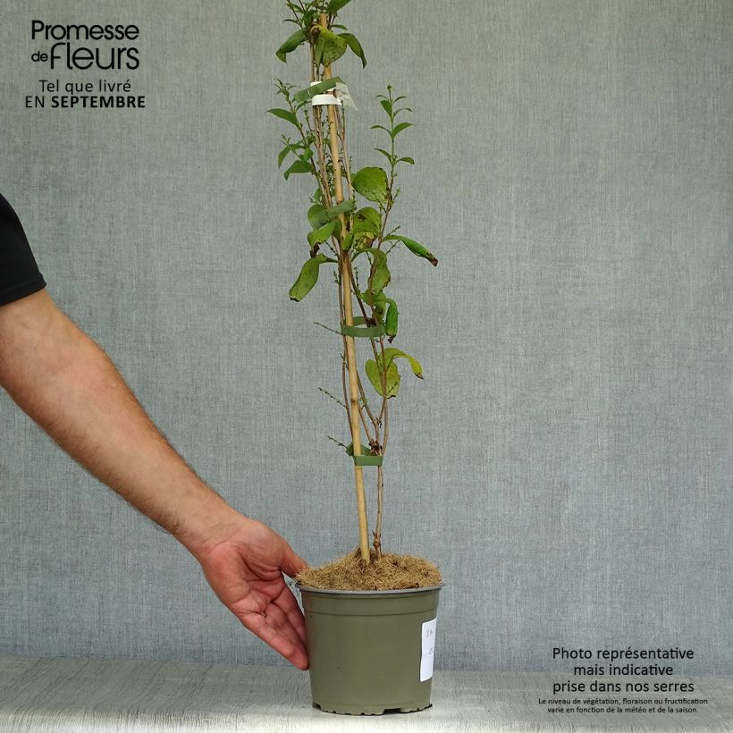 Abeliophyllum distichum Roseum 2L/3L pot sample as delivered in autumn