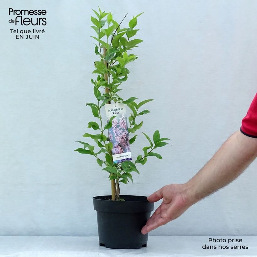 Abeliophyllum distichum Roseum 2L/3L pot sample as delivered in summer