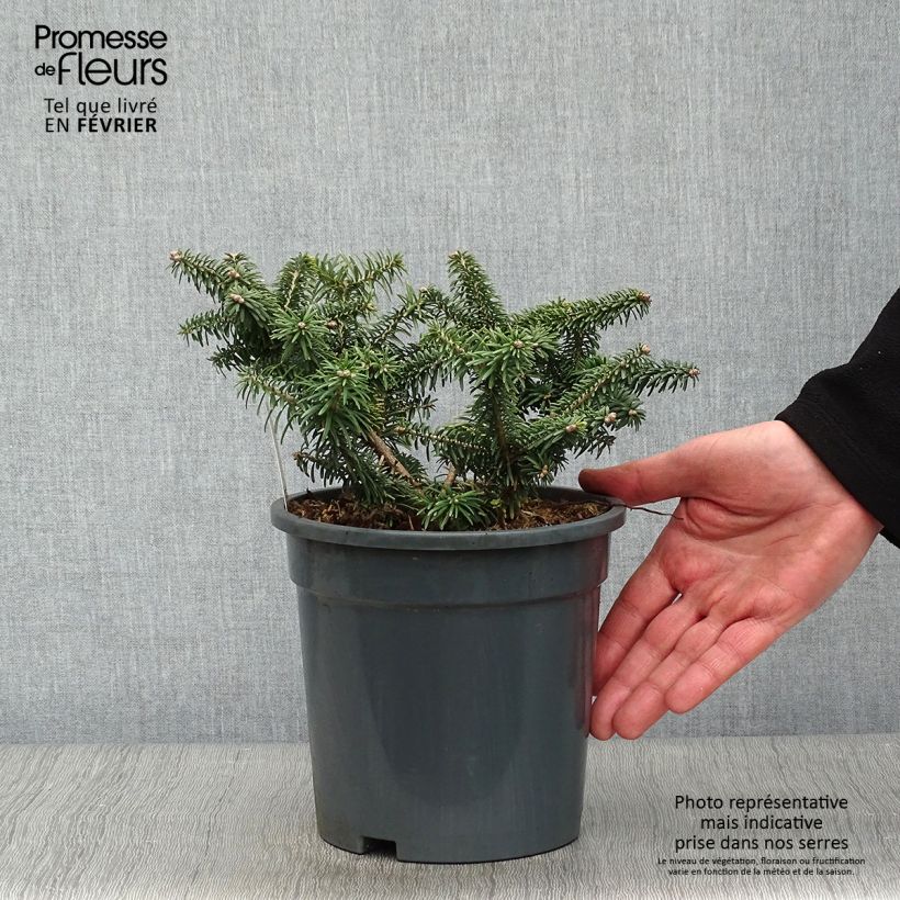 Abies balsamea Nana - Fir 2L/3L pot sample as delivered in winter