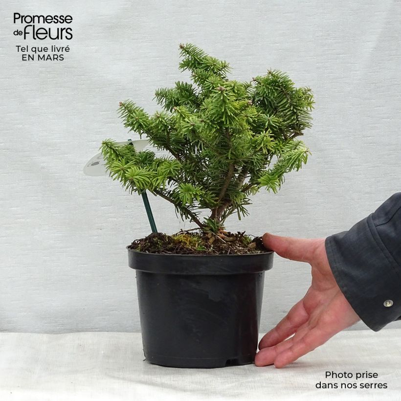 Abies balsamea Nana - Fir 2L/3L pot sample as delivered in spring