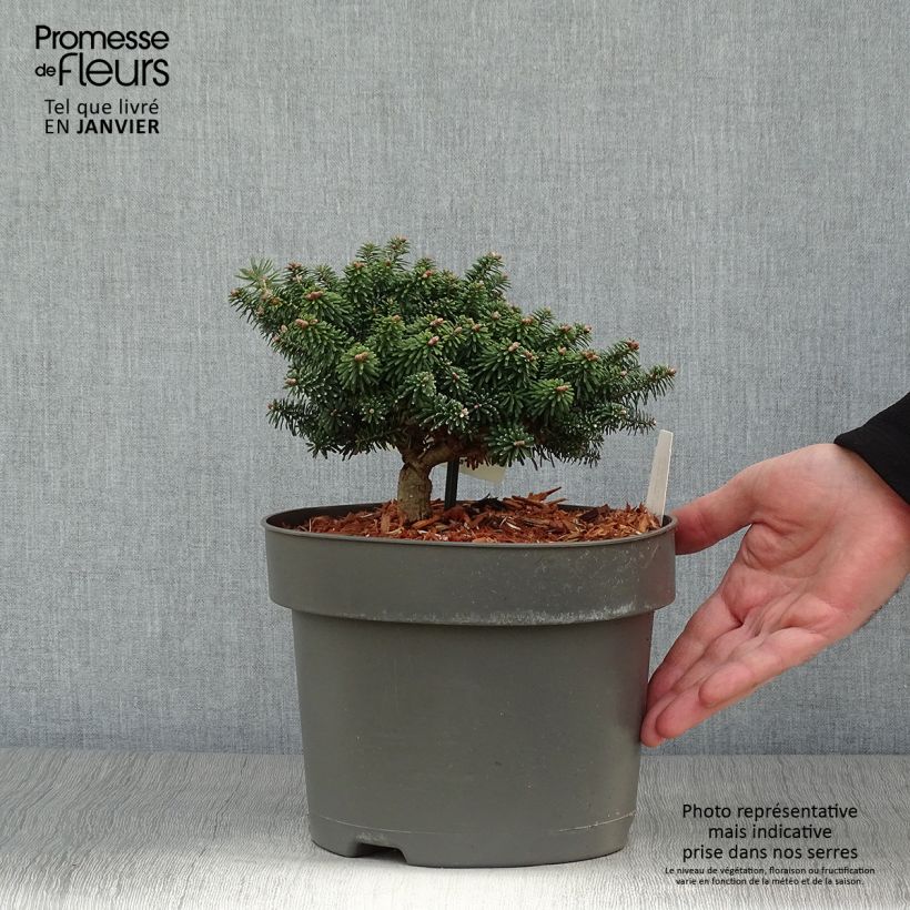 Abies balsamea Nana - Fir 4L/5L pot sample as delivered in winter