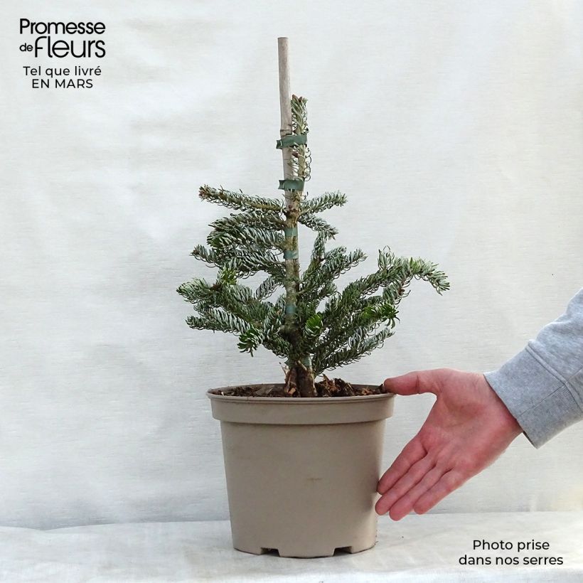 Abies koreana Silberlocke - Korean Fir 4L/5L pot sample as delivered in spring