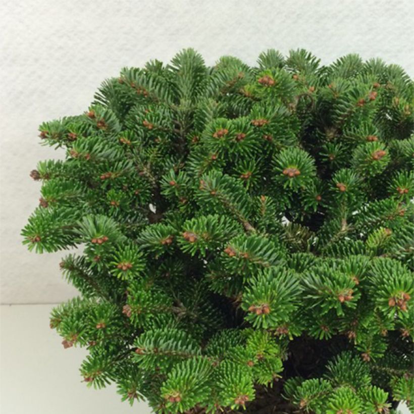 Abies nordmanniana subsp. nordmanniana Münsterland - Fir (Plant habit)