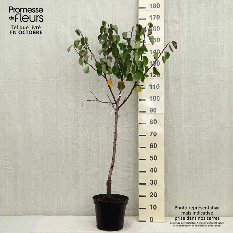 Prunus armeniaca Bergeron Apricot Tree - Prunus armeniaca 7.5L/10L pot, Goblet sample as delivered in autumn
