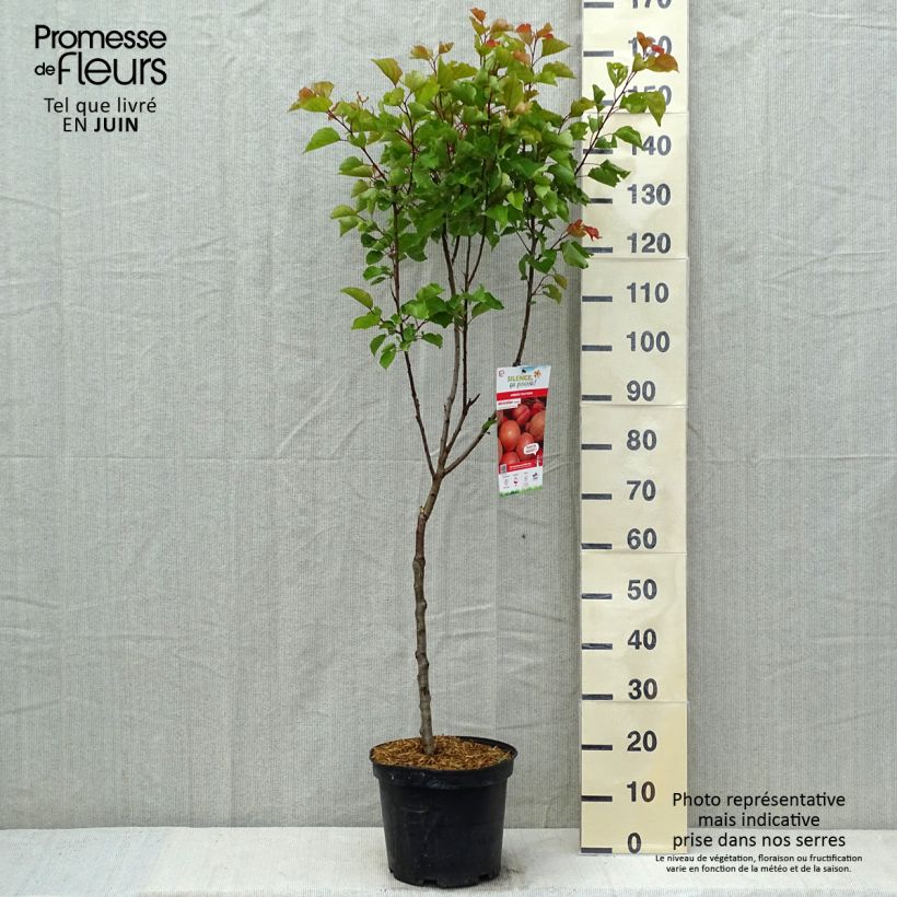 Prunus armeniaca Canino Apricot Tree - Prunus armeniaca 7.5L/10L pot, Goblet sample as delivered in spring