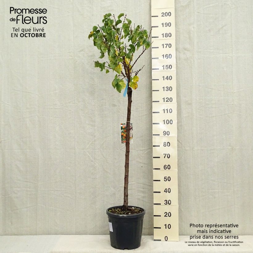 Prunus armeniaca Hargrand - Apricot Tree 7.5L/10L pot, Half standard sample as delivered in autumn