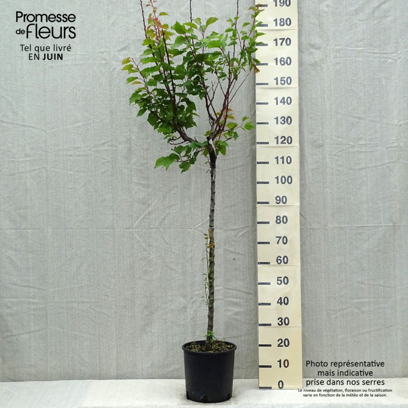 Prunus armeniaca Hargrand - Apricot Tree 7.5L/10L pot, Half standard sample as delivered in spring