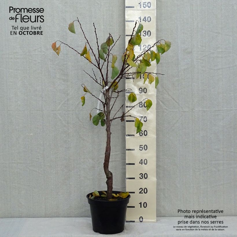 Prunus armeniaca Hargrand - Apricot Tree 7.5L/10L pot, Goblet sample as delivered in autumn