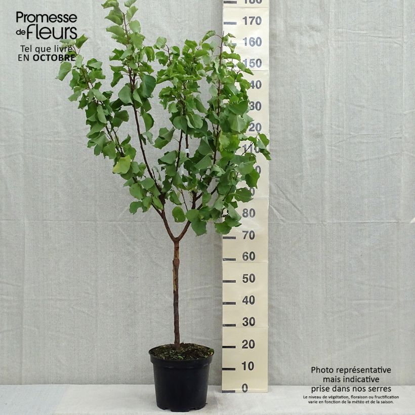Prunus armeniaca Luizet - Apricot Tree 7.5L/10L pot, Goblet sample as delivered in autumn