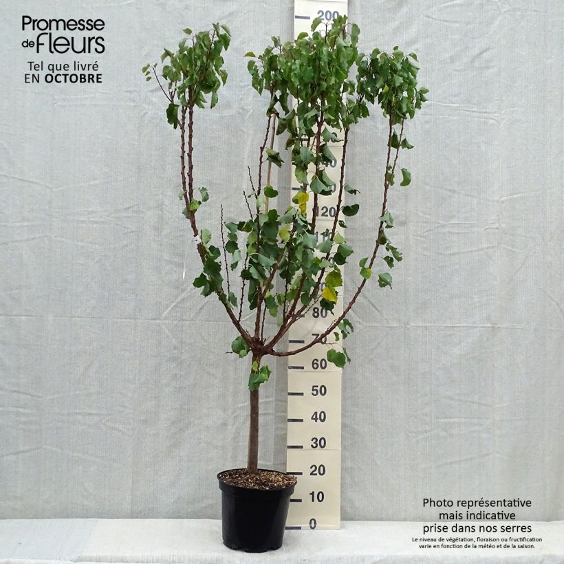 Prunus armeniaca Polonais - Apricot Tree 7.5L/10L pot, Goblet sample as delivered in autumn
