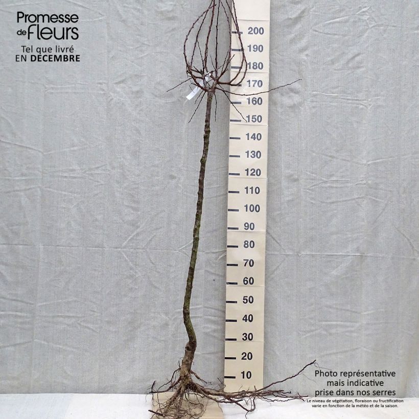 Prunus armeniaca Early Saumur - Apricot Tree Bare root, Half standard sample as delivered in winter